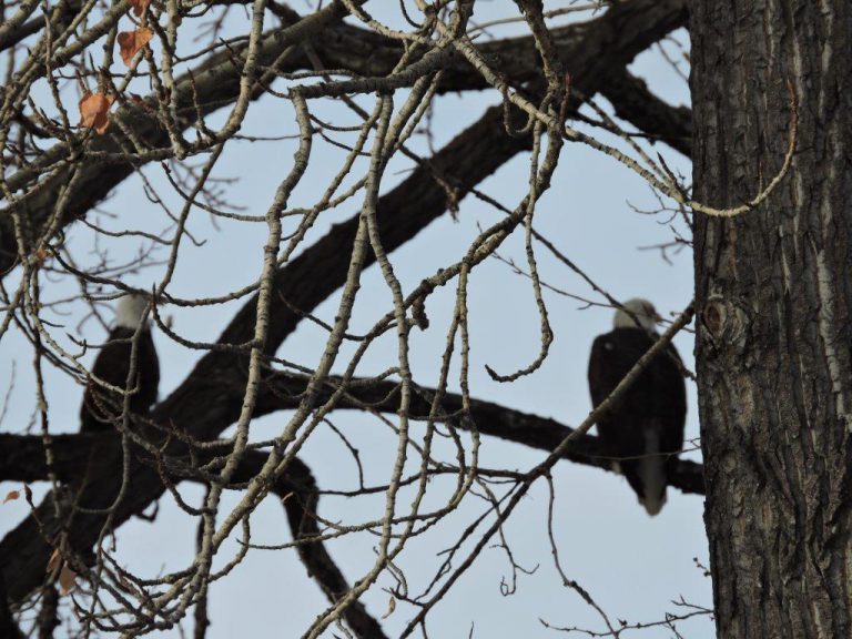 Bald eagles in backyard