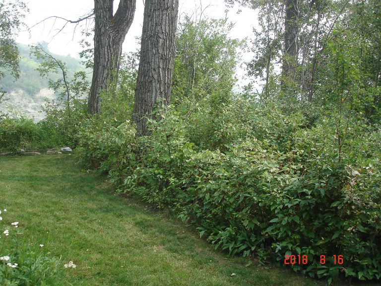 Beaver activity backyard setting