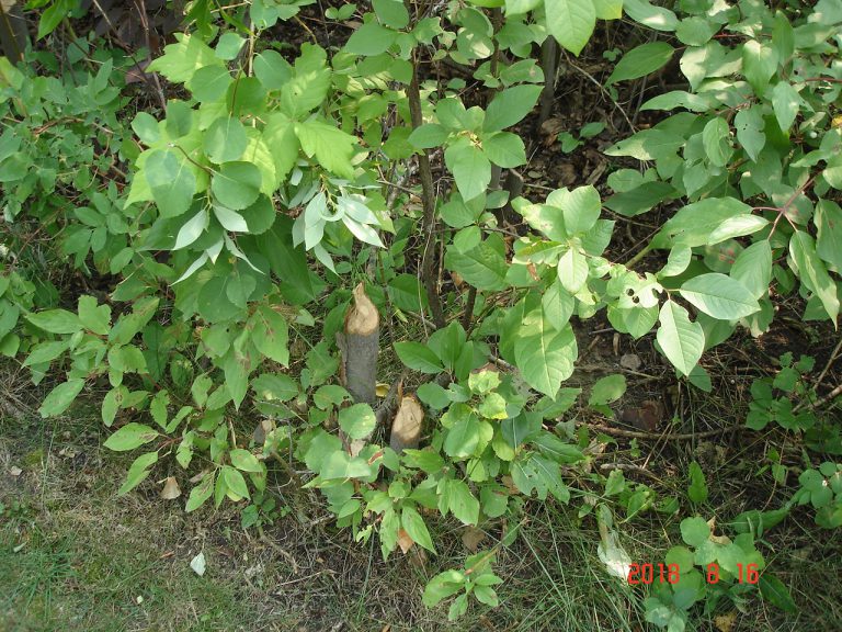 Beaver chewing shrubery