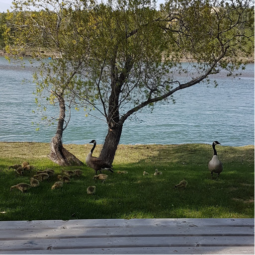 Canada geese and family 2