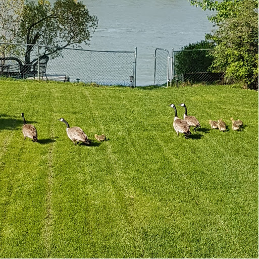 Canada geese and family 3