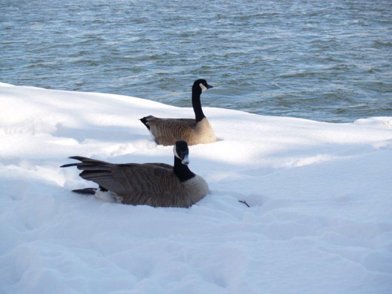 Canada geese spring arrival