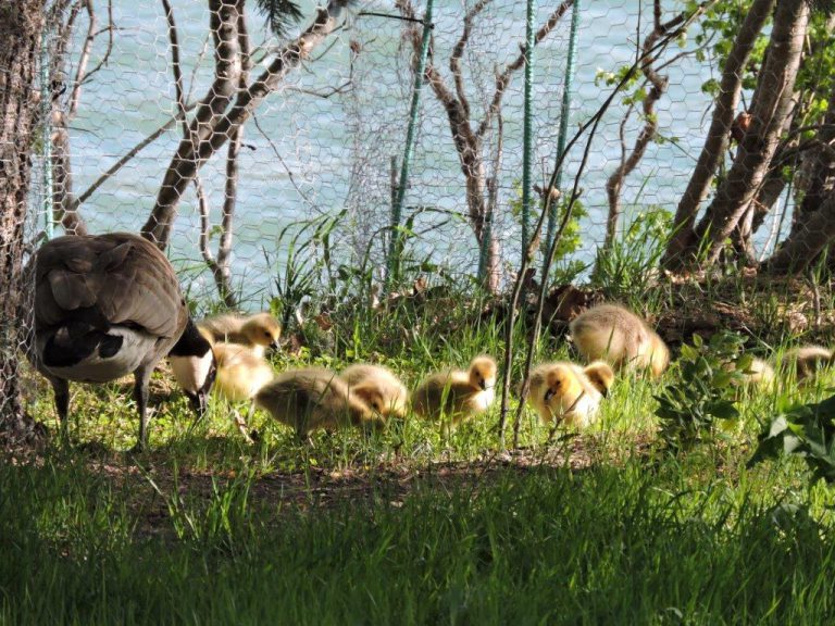 Canada goose and goslings