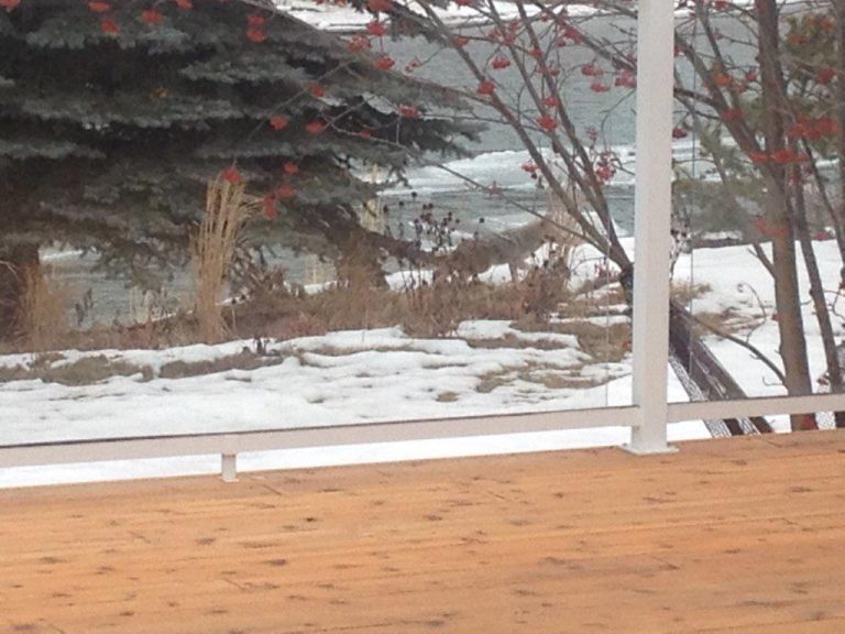 Coyotes on the prowl