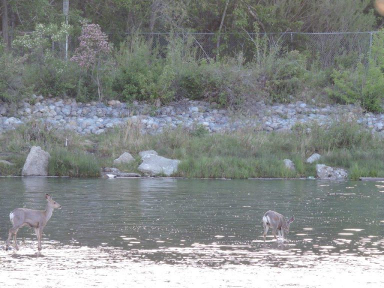 Deer in river