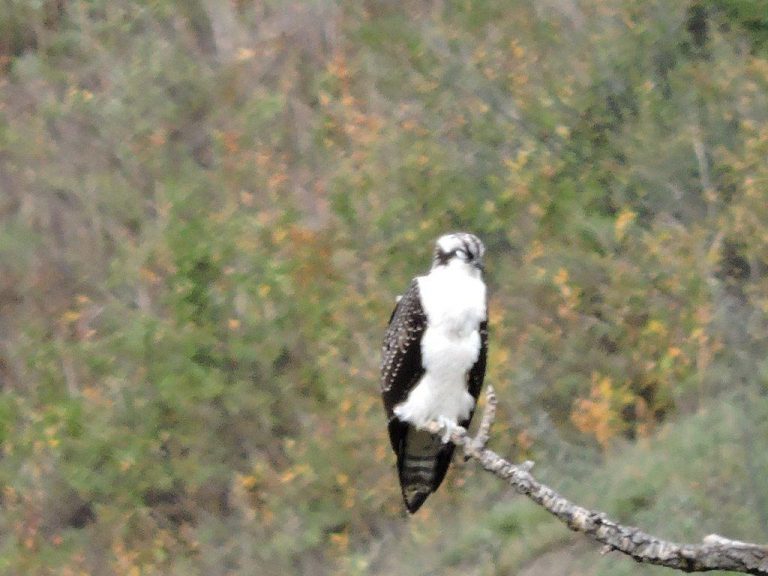 Osprey close up