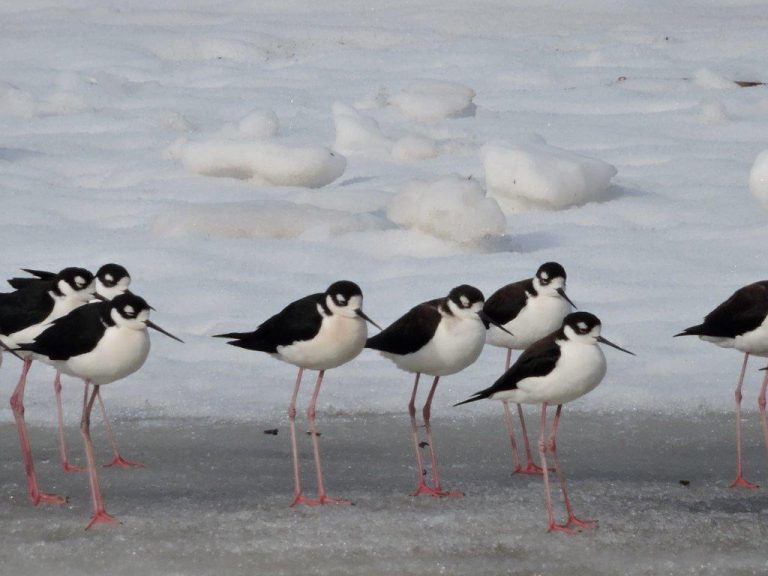 Plovers