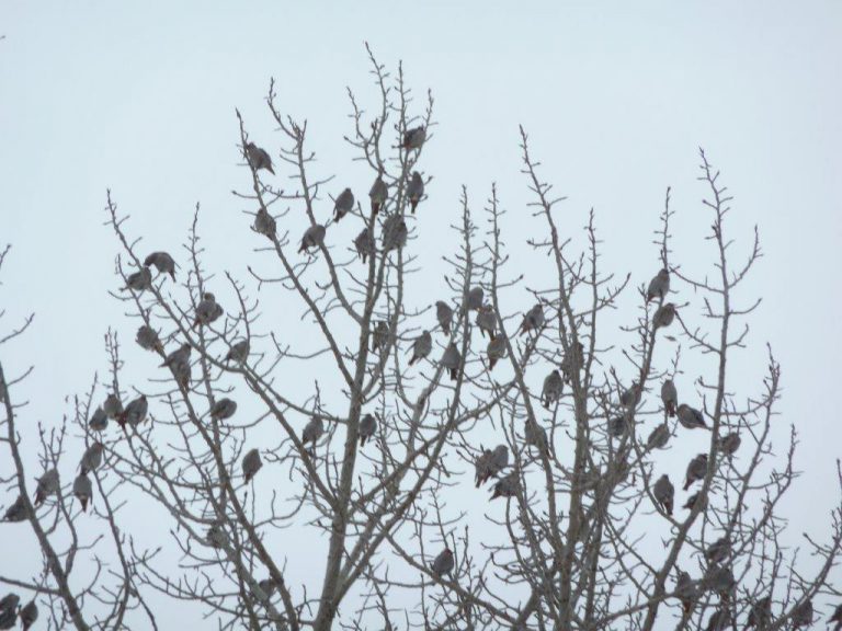 Waxwings