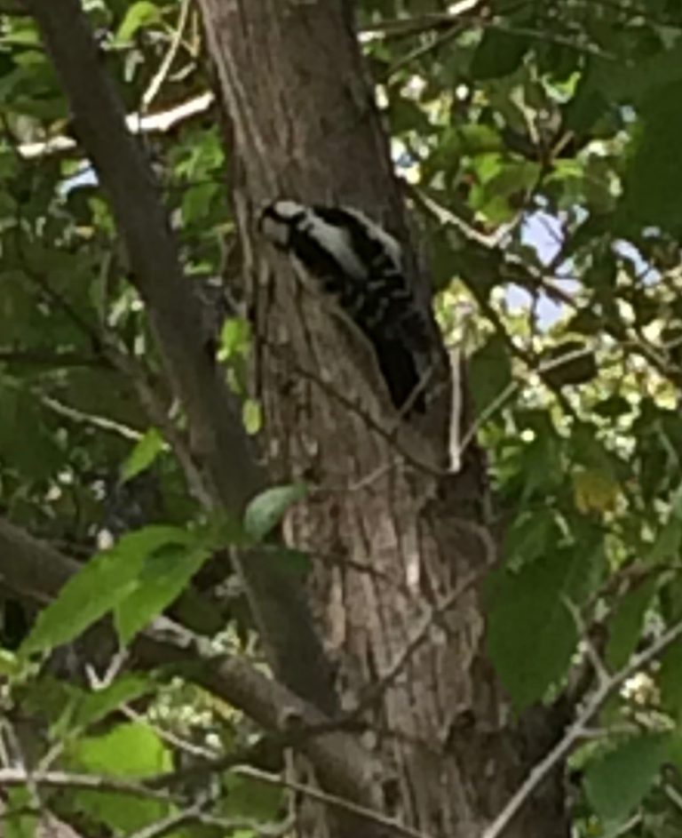 Woodpecker