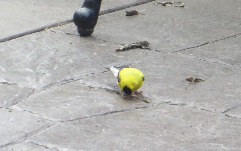 Yellow Grosbeak